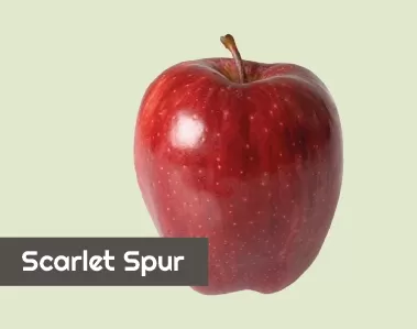 Scarlet Spur